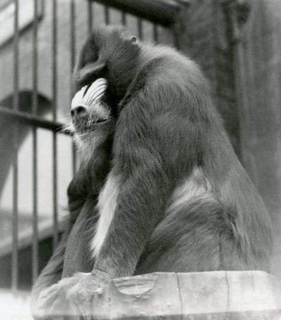 1923年8月、ロンドン動物園の囲いの丸太に座っている男性のマンドリルジョージ（bw写真） 作： Frederick William Bond